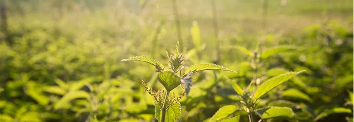 Brennnesseln im Sonnenschein
